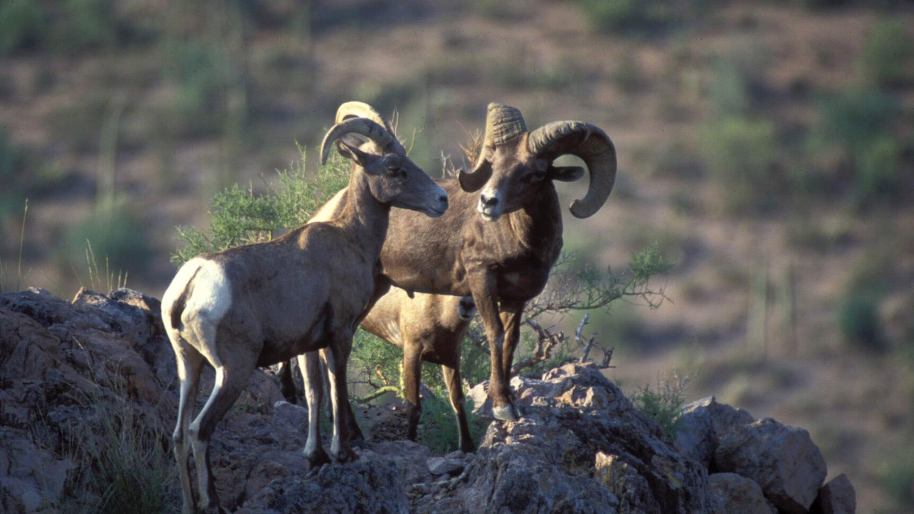 ӰAV officials euthanize 3 bighorn sheep to stop disease